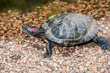 Pond Slider (Trachemys scripta) in park, Crimea