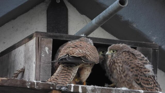 Turmfalken am Nistkasten auf Bauernhof in der Eifel