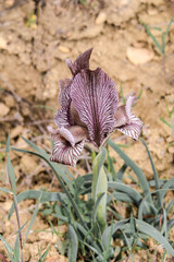 Arid Iris acutiloba in the foothills of Caucasus, Republic of Dagestan, Russia