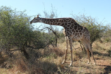 Kruger Park Giraffe
