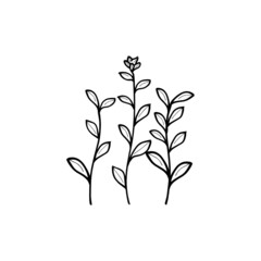 plant twig with leaves illustrations. black and white plant and flowers
