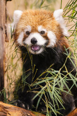 red panda eating bamboo