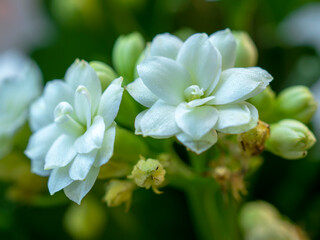 Closeup of the pure white petals on two tiny flowers of a Kalanchoe plant