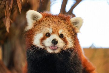 red panda