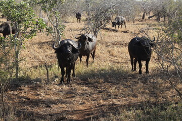 Naklejka na ściany i meble Kruger Park Buffaloes standing