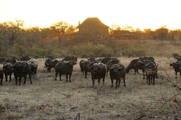 Kruger Park Buffalo Herd