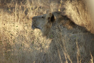 Kruger Park Lion 3