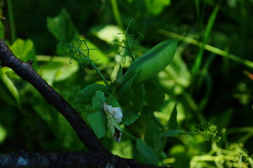 Green peas in the garden. Growing peas in the garden. Stems and pods of peas.