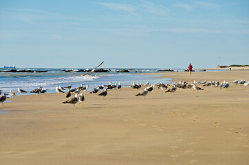 seagulls on the beach of Cádiz on the morning time of a spring day