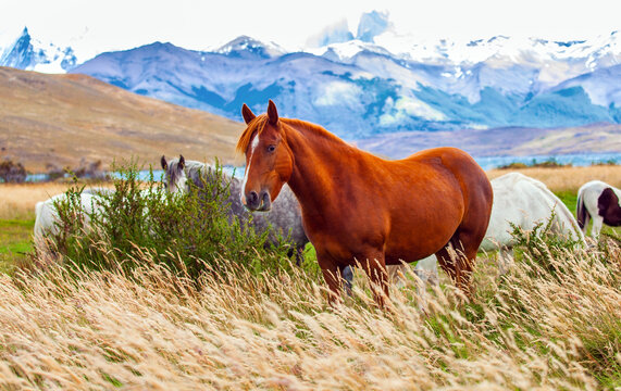 Gorgeous Red Mustang Grazes