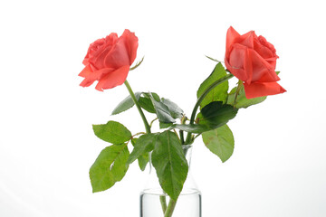 two orange rose on a glass jar fill with water isolated on white background
