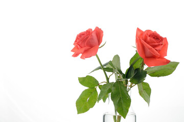 two orange rose on a glass jar fill with water isolated on white background