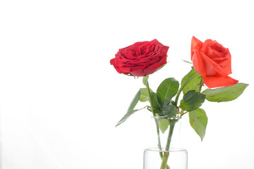 a red and orange rose on a glass jar fill with water isolated on white background
