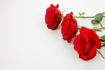 three red rose isolated on white background