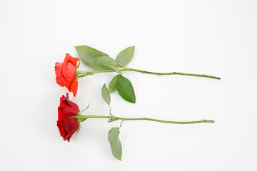 an orange and red rose isolated on white background