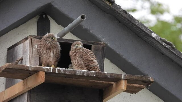 Turmfalken am Nistkasten auf Bauernhof in der Eifel