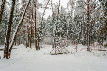 Mixed forest after icy rain, Moscow region, Russia