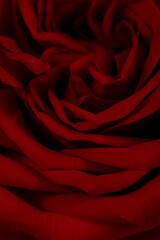 a closeup shoot of a red rose