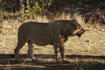 Kruger Park Lion