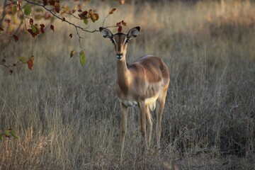 Kruger Park Springbok © Erik EGA
