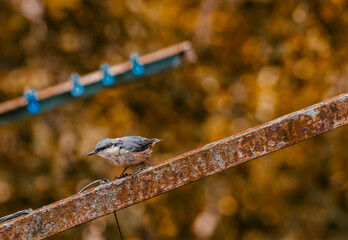 Nuthatch (Sitta europaea) a small songbird with a long strong bill, a stiffened square-cut tail,...