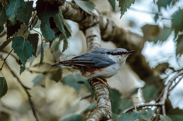 Nuthatch (Sitta europaea) a small songbird with a long strong bill, a stiffened square-cut tail, and the habit of climbing down tree trunks head first.