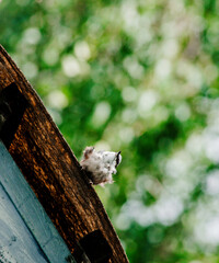 Nuthatch (Sitta europaea) a small songbird with a long strong bill, a stiffened square-cut tail,...
