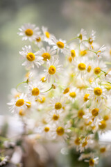 Desktop wallpaper with a spring bouquet of daisies. Beautiful bokeh blur. Background with chamomile