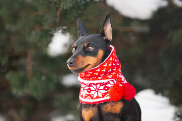 Beautiful miniature pinscher dog in a christmas red and green scarf sitting in the forest in winter