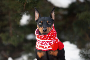 Beautiful miniature pinscher dog in a christmas red and green scarf sitting in the forest in winter