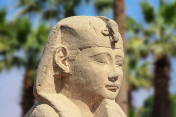A close up of a lying sphinx on the avenue in front of the ancient temple of Luxor in Egypt in...