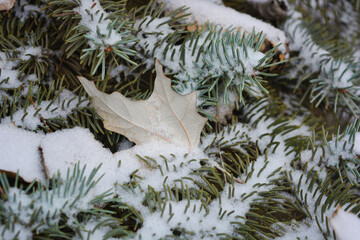 Beautiful green branches of a Christmas tree, spruce with small thorns and with dry yellow November fallen leaves from the tree covered with white snow in December.
