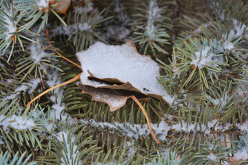 Beautiful green branches of a Christmas tree, spruce with small thorns and with dry yellow November fallen leaves from the tree covered with white snow in December.