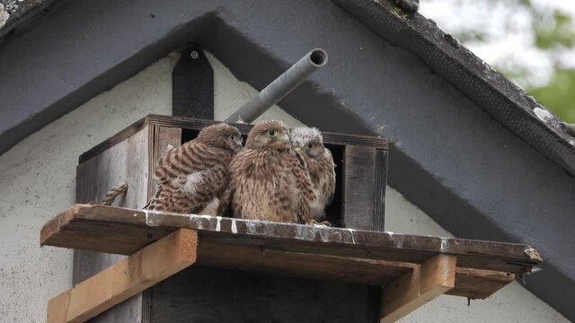 Turmfalken am Nistkasten auf Bauernhof in der Eifel
