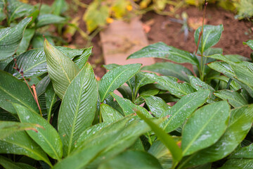 Photo of large green petals centered