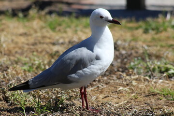 Cape Town Seagull
