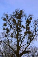 Beautiful tree silhouette. Tree branches against the blue sky. The disease of the tree