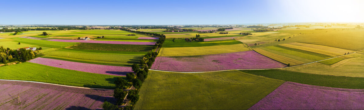 Fioletowe pola facelii 