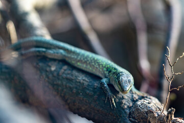 European green lizard on a garden plant