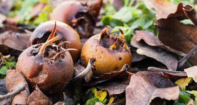 Abefallene reife Mispeln, Asperl, Mespilus germanica im Laub.