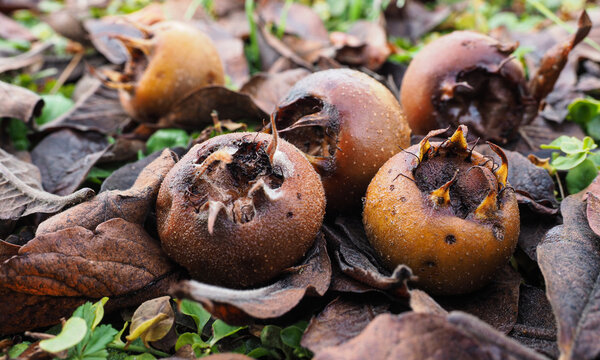 Abefallene reife Mispeln, Asperl,  Mespilus germanica im Laub.