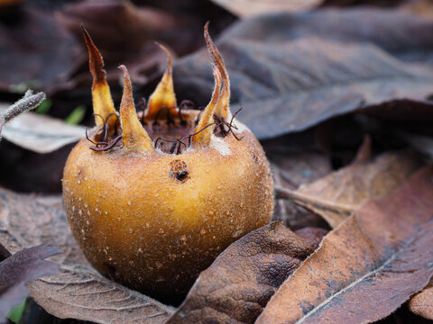 Reife, abgefallene Mispel, mespilus germanica im Herbstlaub.