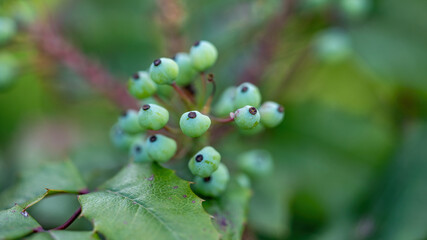 Raw fruits of mahonia shrub