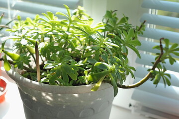 potted plants on the window