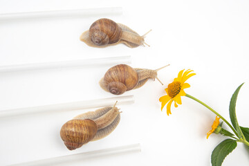 Helix pomatia. snails compete to reach the yellow flower. mollusc and invertebrate. delicacy meat and gourmet food.