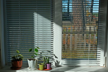 flower pots on the window