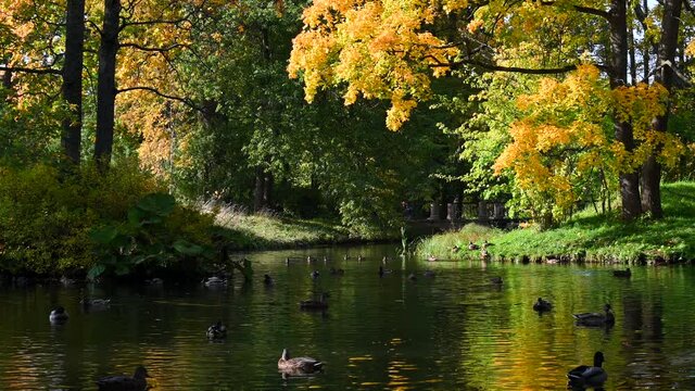 Yellow and green trees in the sun. A flock of ducks swim on the surface of the pond. Amazing landscape of the city Park