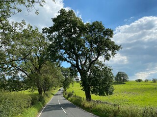 View down, Hallgate Hill, with old trees, fields, and sunny weather in, Newton, Clitheroe, UK