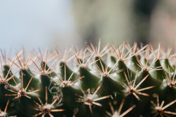 Detail of cactus spines, background.