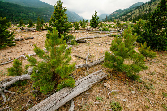 Regrowth At The Lawn Lake Alluvial Flood Plain,  Summer 2006 Within Rocky Mountain National Park, Colorado